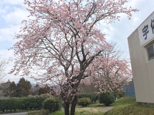 家族旅行村　桜の開花状況のお知らせ